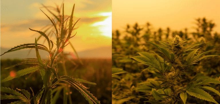 The difference between Sativa and Indica is really more about how the plants look than their effects.